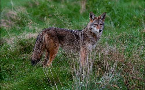 Coyote