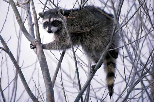 Racoon